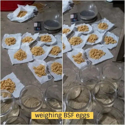 Packing Black Soldier Fly Eggs Short & Long Distance